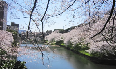 九段下集合場所の桜風景
